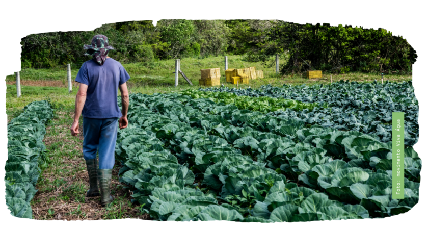 A imagem mostra uma plantação de repolhos bem cuidada, com fileiras longas e densas de couves verdes. Um agricultor, de costas para a câmara, está a caminhar por um caminho de terra estreito entre duas fileiras. Ele veste roupa de trabalho: uma t-shirt azul, calças azuis e galochas pretas, além de um chapéu de sol para proteção. O fundo da imagem apresenta uma cerca de madeira e arame e um conjunto de caixas de colheita amarelas empilhadas, prontas para serem usadas. Uma densa floresta de árvores verdes completa a paisagem de fundo. No canto inferior direito, um pequeno logótipo verde contém a inscrição vertical "Foto: movimento Viva Água".